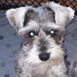 Sugar - Miniature Schnauzer
