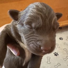 Charlie - Red tri-color male Australian Shepherd puppy in Marshall, Virginia from Aussie Tales Farm