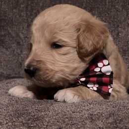 Bernedoodle Puppies from Northern NY Bernedoodles