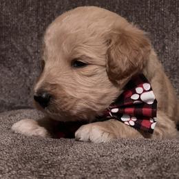 Bernedoodle Puppies from Northern NY Bernedoodles