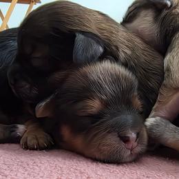 Boy 2 - Black and tan male Cavapoo puppy in Medina, Ohio from Momma's Mastiffs