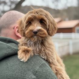 Sarah - Caramel female Australian Labradoodle puppy in Columbus, Montana from Comfort Doodle