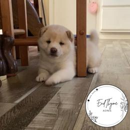 Shiba Inu Puppies from EndThyme Acres