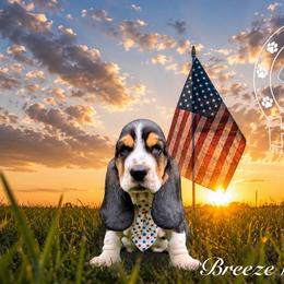 Breeze - Black white and brown male Basset Hound puppy in Dingess, West Virginia from Tuckers' Howling Hounds