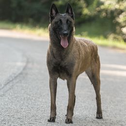 Emma - Belgian Malinois