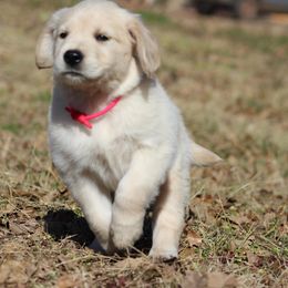Golden Retriever Puppies from Golden Barnes Kennel