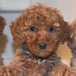 Bernedoodle, Goldendoodle, and Poodle Puppies from Florida Pumpkadoodles