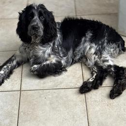 Stormie - English Springer Spaniel
