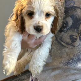 Teal - Red and white male Cocker Spaniel puppy in Philpot, Kentucky from Country Cockers