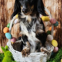 Astraea - Dachshund