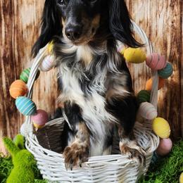 Astraea - Dachshund