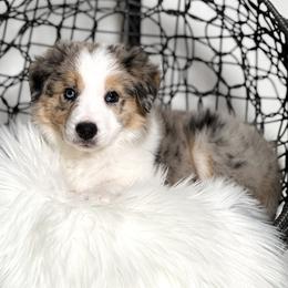 Aurora - Blue merle female Border Collie puppy in Conway, Missouri from 2J 2K Border Collies | Maremma Sheepdogs