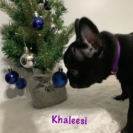 French Bulldog Puppies from Gotts Frenchies