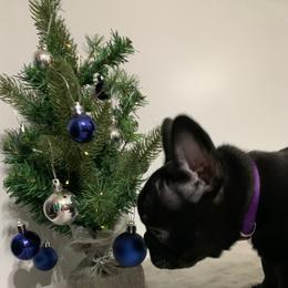 French Bulldog Puppies from Gotts Frenchies