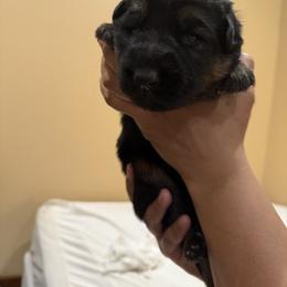 Ace - Black and tan male German Shepherd puppy in Brighton, Michigan from Szegi Haus K9 Solutions