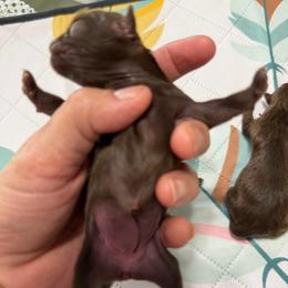 Girl 2 - Chocolate female Shih Tzu puppy in Ocala, Florida from Mimi's Shih-tzus of Ocala