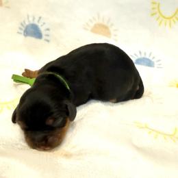 Hunter (green collar) - Black and tan male Cavalier King Charles Spaniel puppy in Ocala, Florida from Ray of Sunshine Spaniels LLC