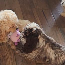 Cocker Spaniels and Shih Tzus from Northstar Shih Tzu