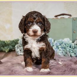Kit - Brown white and tan female Cockapoo puppy in Connersville, Indiana from Deaz Doodle Ranch