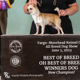 Barry - Chihuahua