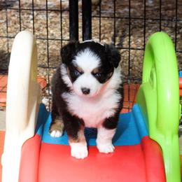 Mildred - Black tri female Miniature Australian Shepherd puppy in South Branch, Michigan from Ross Ranch Mini and Standard Aussie's