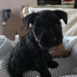 Girl 1 orange puppy black - Black female Miniature Schnauzer puppy in Fresno, California from Findell Kennel, LLC