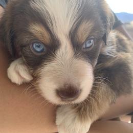 Dum Dum (Red Tri with Tail) - Red tri male Miniature Australian Shepherd puppy in Douglas, Arizona from Starry-Eyed Mini Aussies with Tails