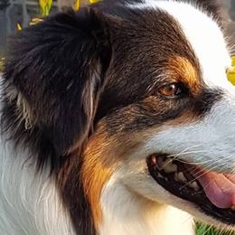 Australian Shepherds from Silverchip Aussies