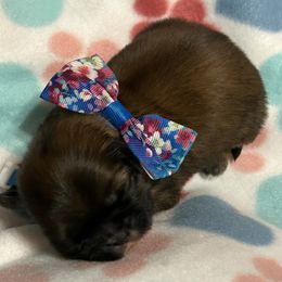 Shih Tzu Puppies from Liz Shih Tzu Cuties