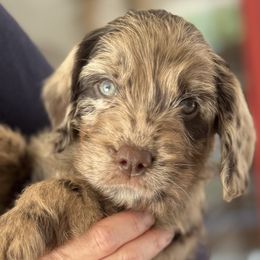 Oak - Merle male Australian Labradoodle puppy in Concord, California from Golden State Good Dogs