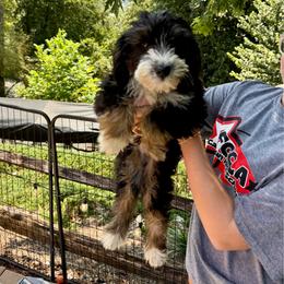 Girl 1 - Black tri-color female Assorted Doodle Crosses puppy in Calhoun, Georgia from Happy Top Doodles