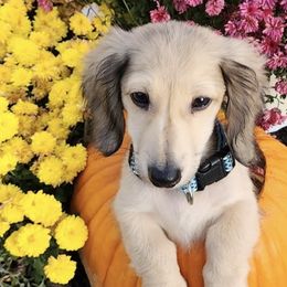 Dachshunds from Linda Turner