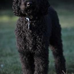 Goldendoodles and Poodles from SnoogleDoodles