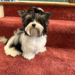 Gidget - Biewer Terrier