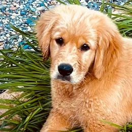 Golden Retrievers from Camden Ranch