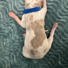 Blue collar - Sabled red Borzoi puppy in Texas from Houston Borzoi