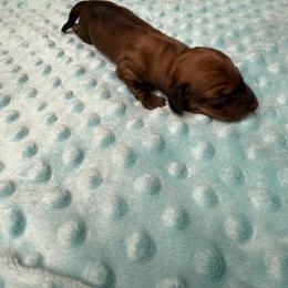 Button - Red female Dachshund puppy in Palm Bay, Florida from Anastasia’s Royal Weenies