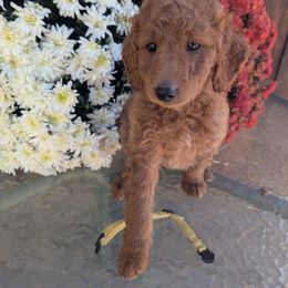 Yaz - Red  female Goldendoodle puppy in Maine from So Lucky Farm Goldendoodles