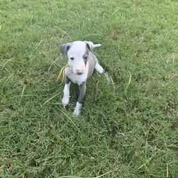 Mr. Tokyo - White and blue male Italian Greyhound puppy in Texas from Italian Greyhounds of Frisco