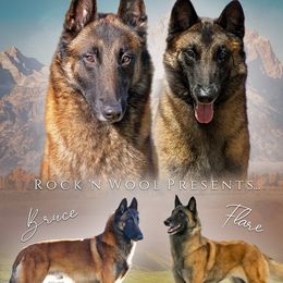 Belgian Malinois puppies from Rock 'n Wool Aussies & Malinois