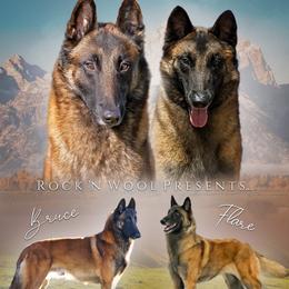 Belgian Malinois puppies from Rock 'n Wool Aussies & Malinois