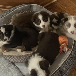 Australian Shepherd Puppies from Spring Creek Pups
