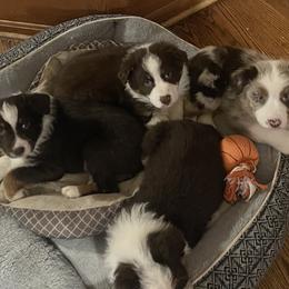 Australian Shepherd Puppies from Spring Creek Pups