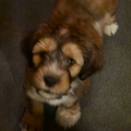 Sleepy - Sable male Tibetan Terrier puppy in Dorena, Oregon from West Coast Tibetans