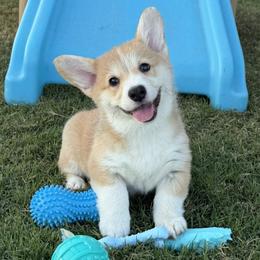 Yellow Collar Female - Sable female Pembroke Welsh Corgi puppy in Victoria, Texas from Clear Creek Corgis