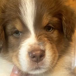 Hey Jude - Red tri-color Australian Shepherd puppy in Allenton, Wisconsin from Jump Jivin Aussies