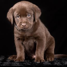 Labrador Retriever Puppies from Southtown Retrievers