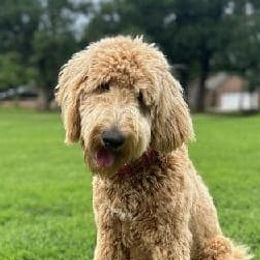 Goldendoodles from MountainLaurel Puppies