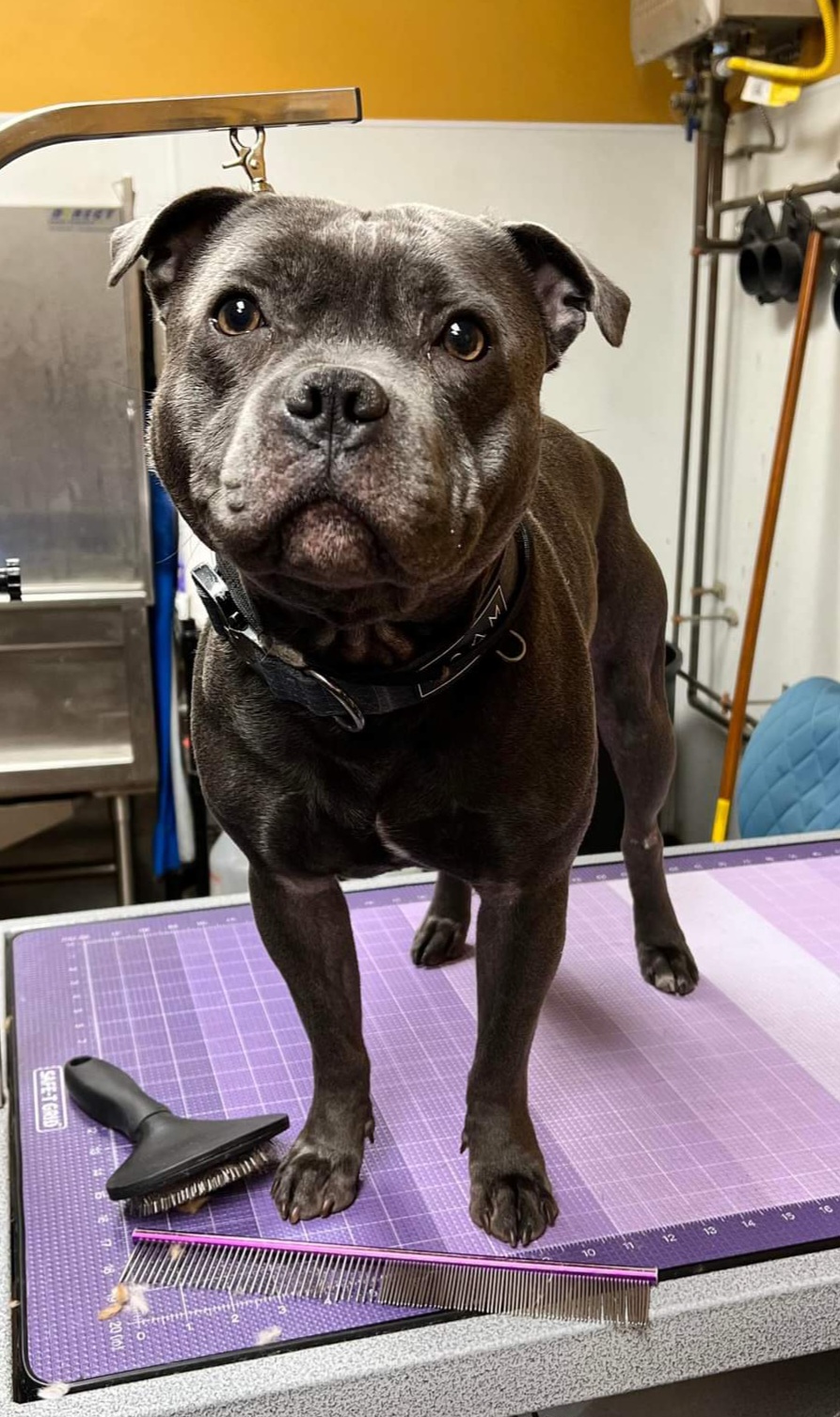 Ragnar - Staffordshire Bull Terrier