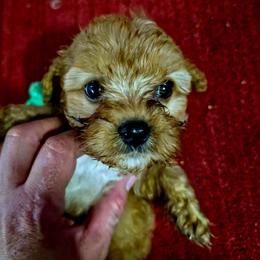 Rosie - Red female Cavapoo puppy in Arkansas from Brew House